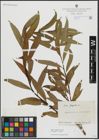 Foto von Salix alba L. x Salix fragilis L.